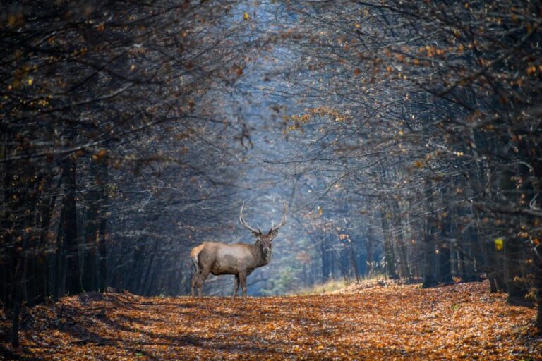 Adult male deer on a background of autumn forest