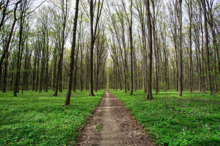 Beautiful green forest