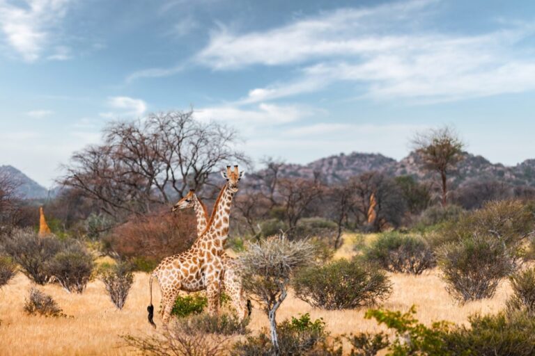 Investing for Impact: Backing Africa’s Conservation Tourism Sector