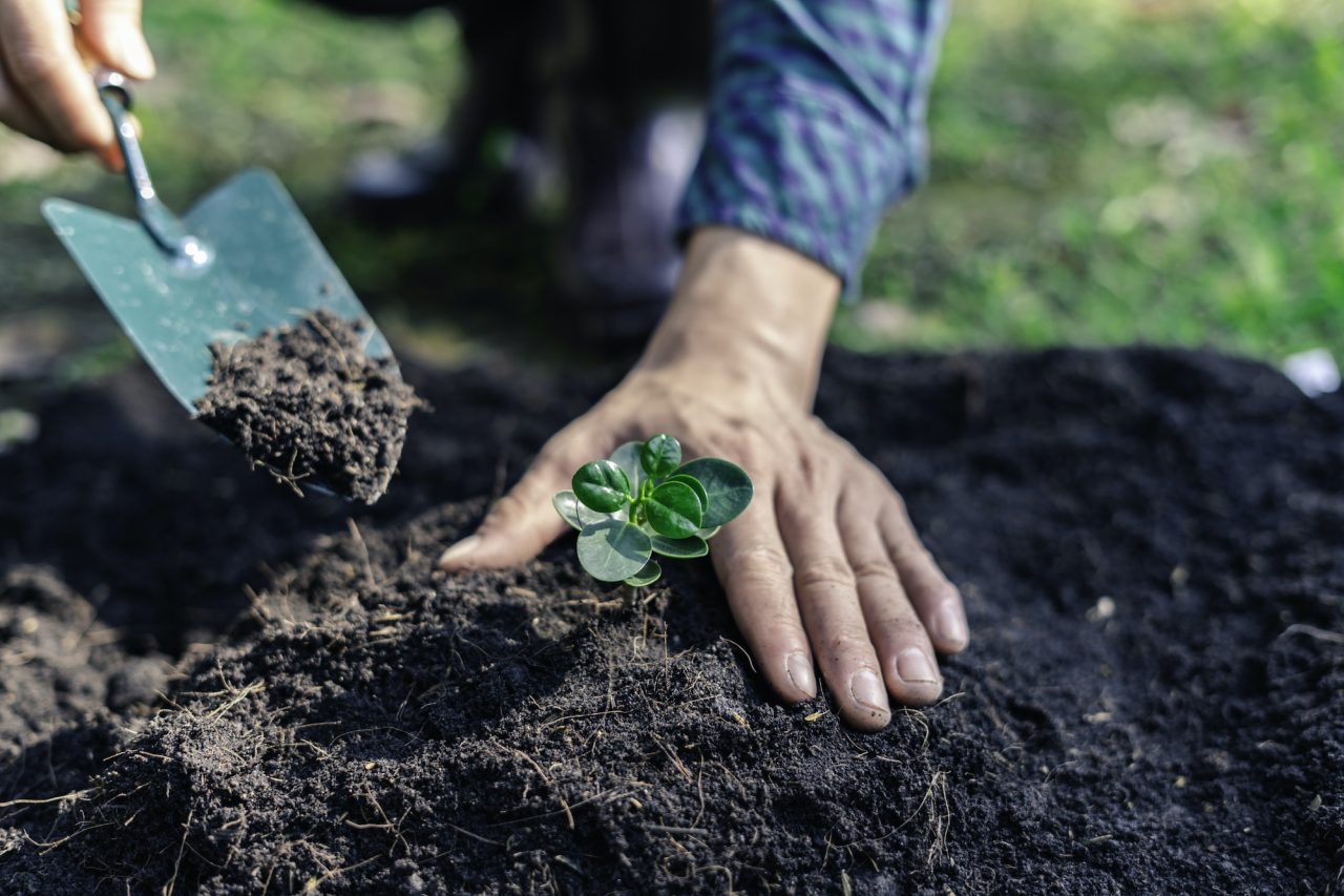 World environment day reforesting, nature and ecology concept
